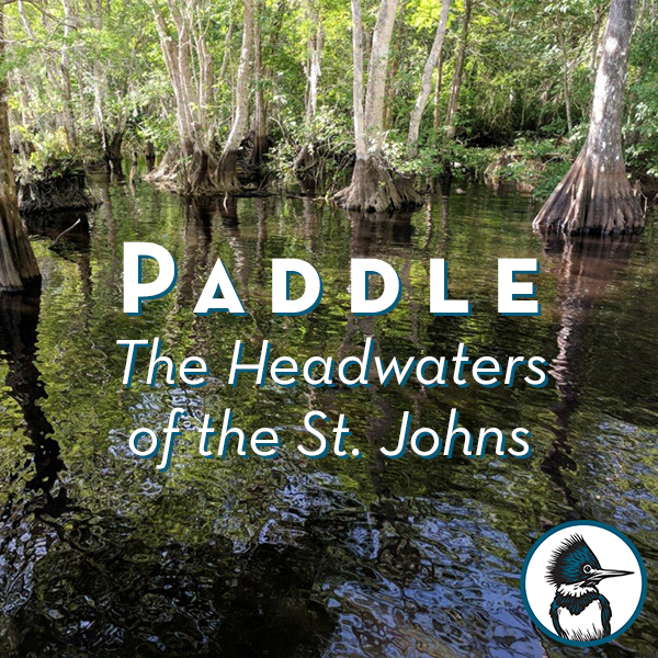 Paddle the Headwaters - Blue Cypress Lake