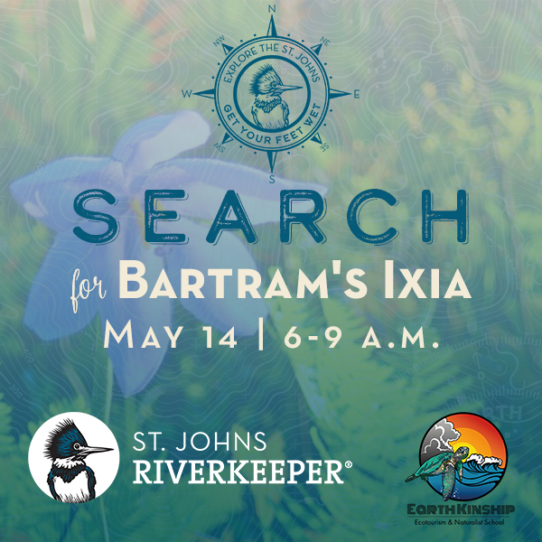 Search for Bartram's Ixia