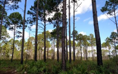Support a More Resilient Jax – Protect our Preservation Land and the St. Johns River