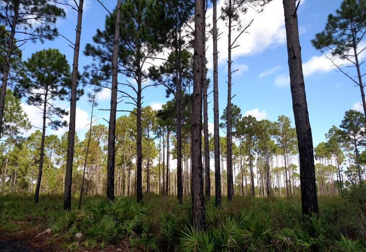 Support a More Resilient Jax – Protect our Preservation Land and the St. Johns River
