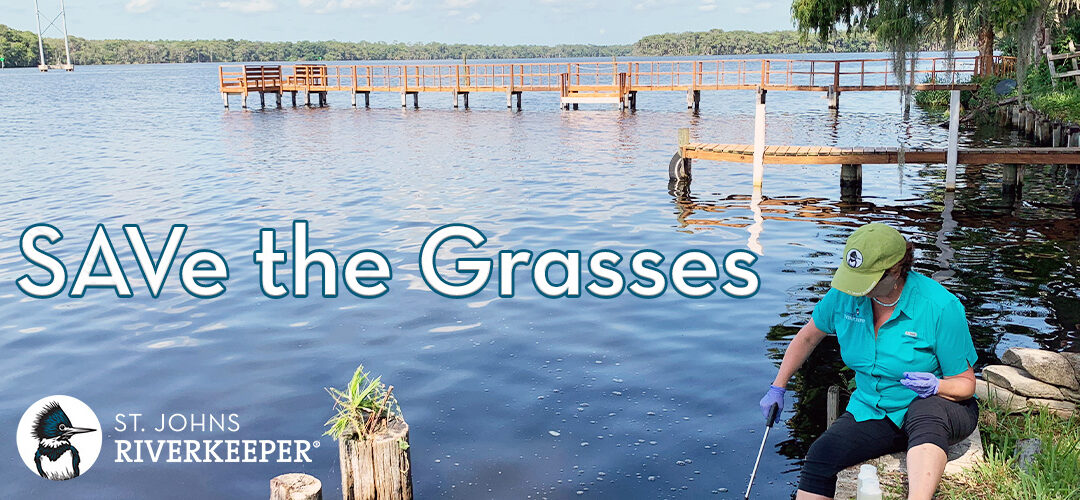 Searching for Eelgrass, Seeking Solutions