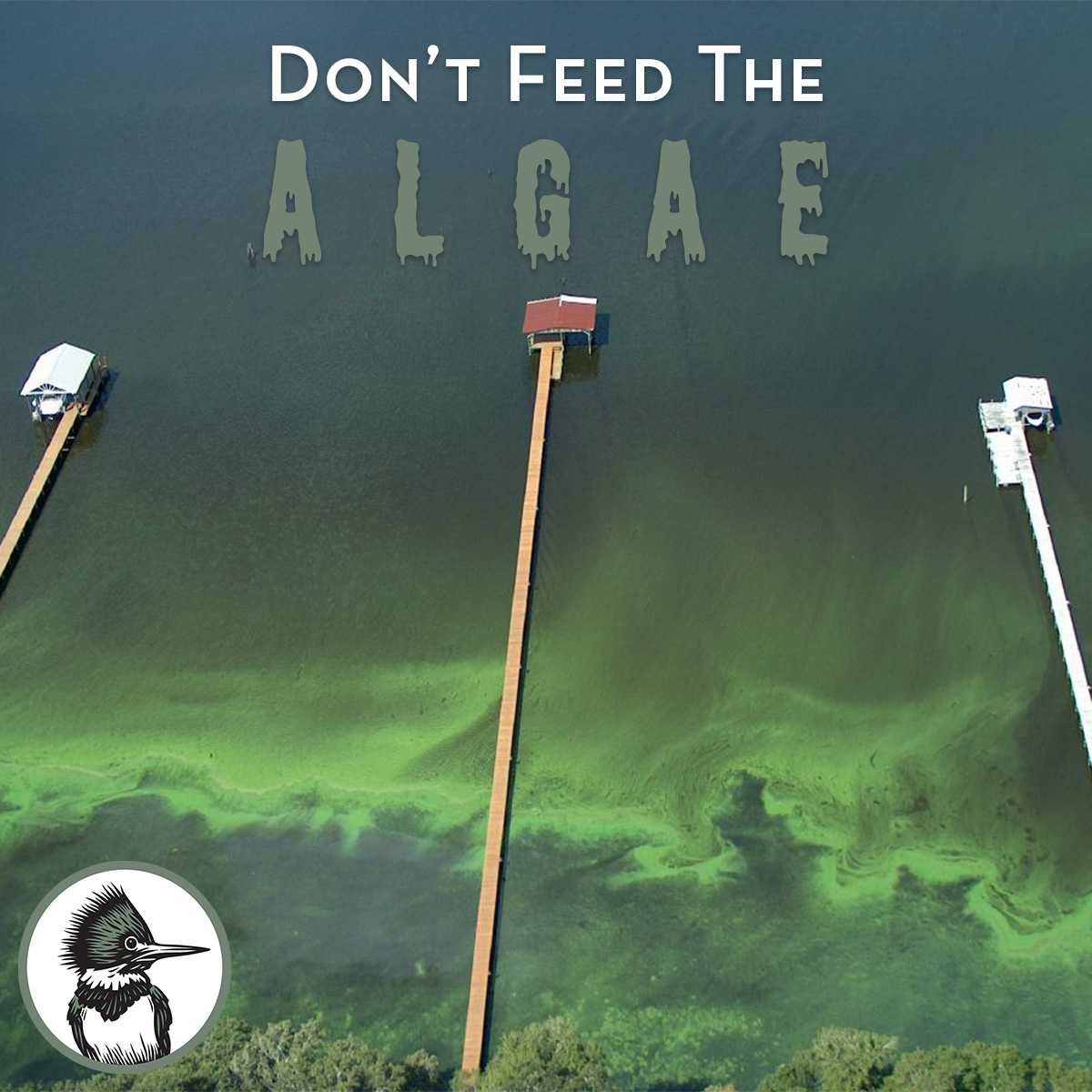 Don't Feed the Algae - aerial photo of algae bloom