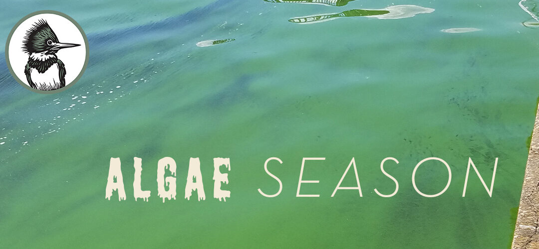 Algae Season
