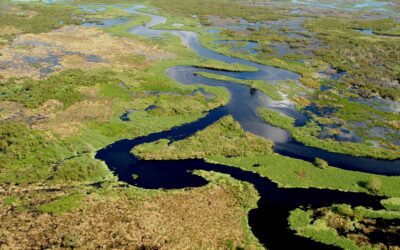 Legal Win for Wetlands
